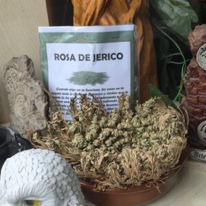 Rosa de Jericó