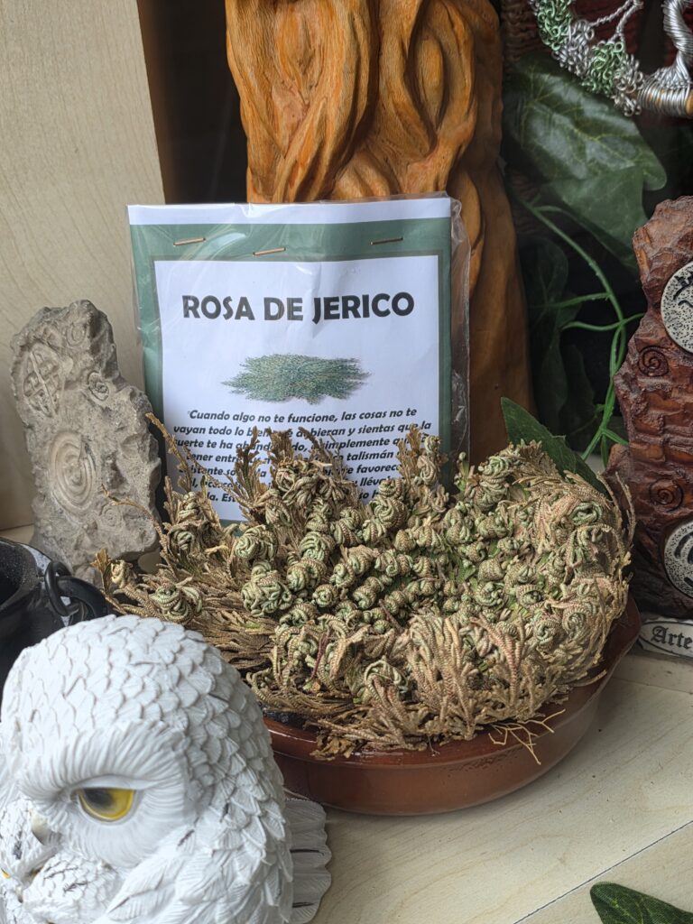 Rosa de Jericó