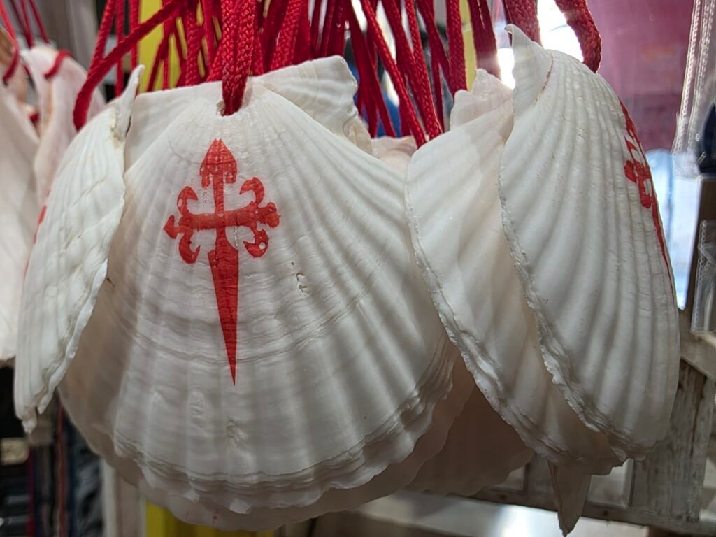 Pack 50 Conchas Zamburiña