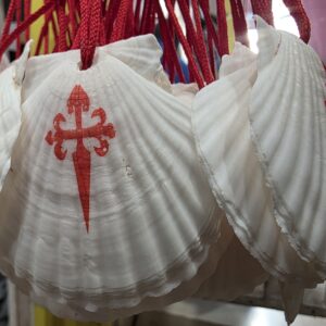 Pack 50 Conchas Zamburiña